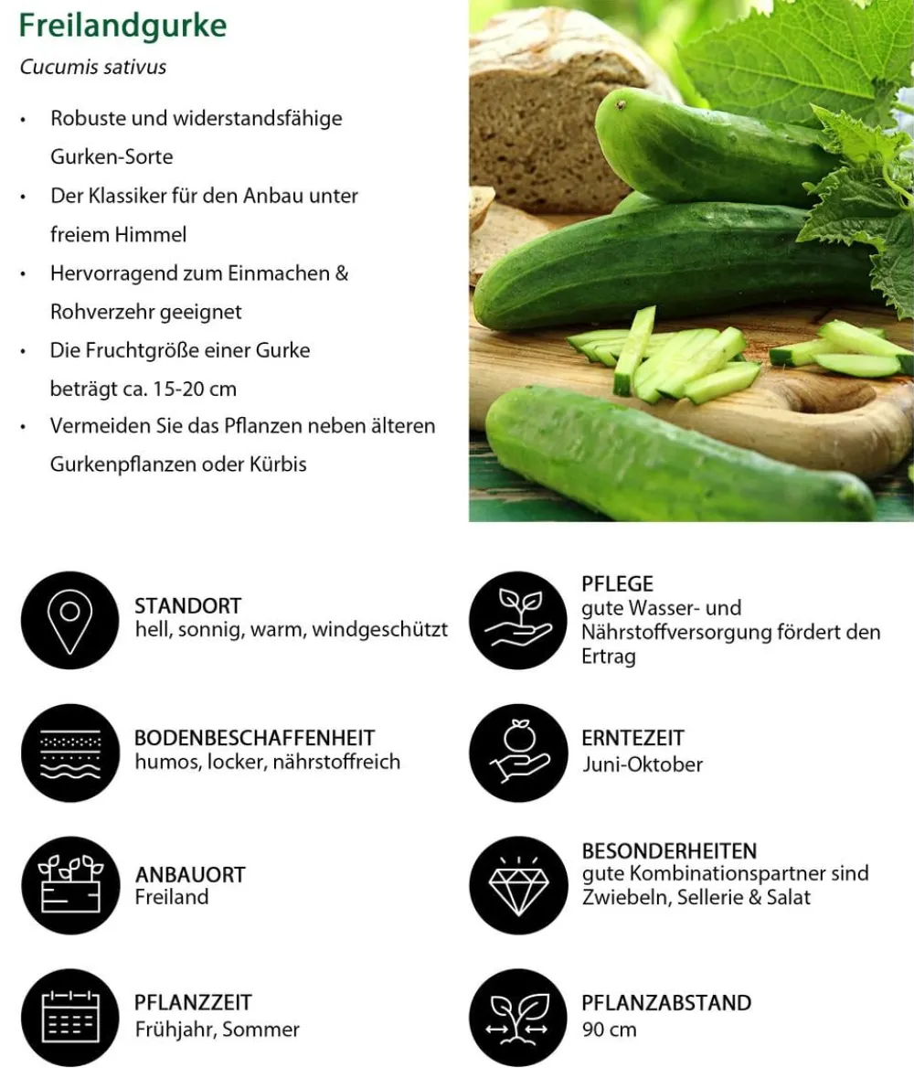 Dehner Zucchini- & Gurkenpflanzen > Freilandgurke