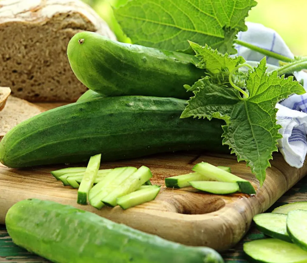 Dehner Zucchini- & Gurkenpflanzen > Freilandgurke
