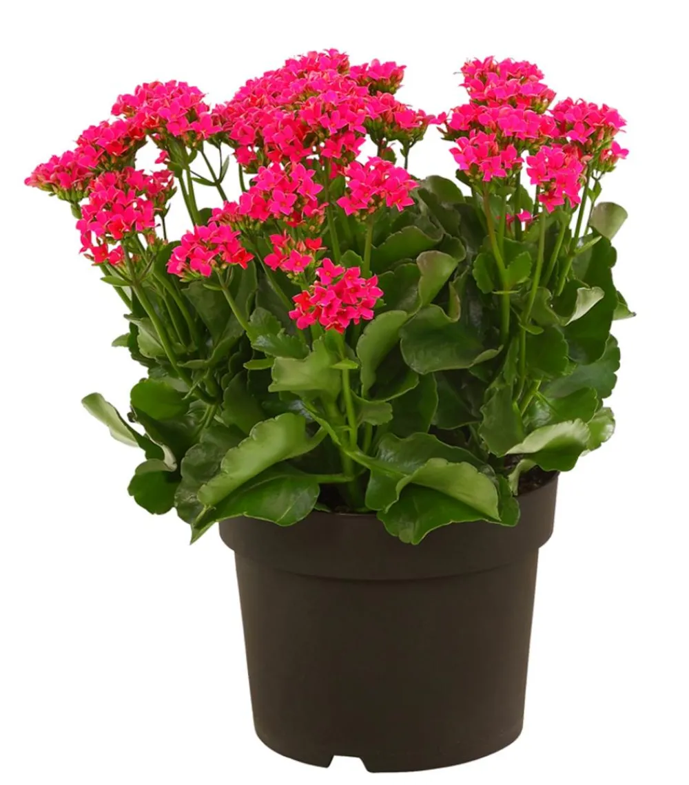 Dehner Sukkulenten|Terrassenpflanzen > Freiland-Kalanchoe, verschiedene Farben