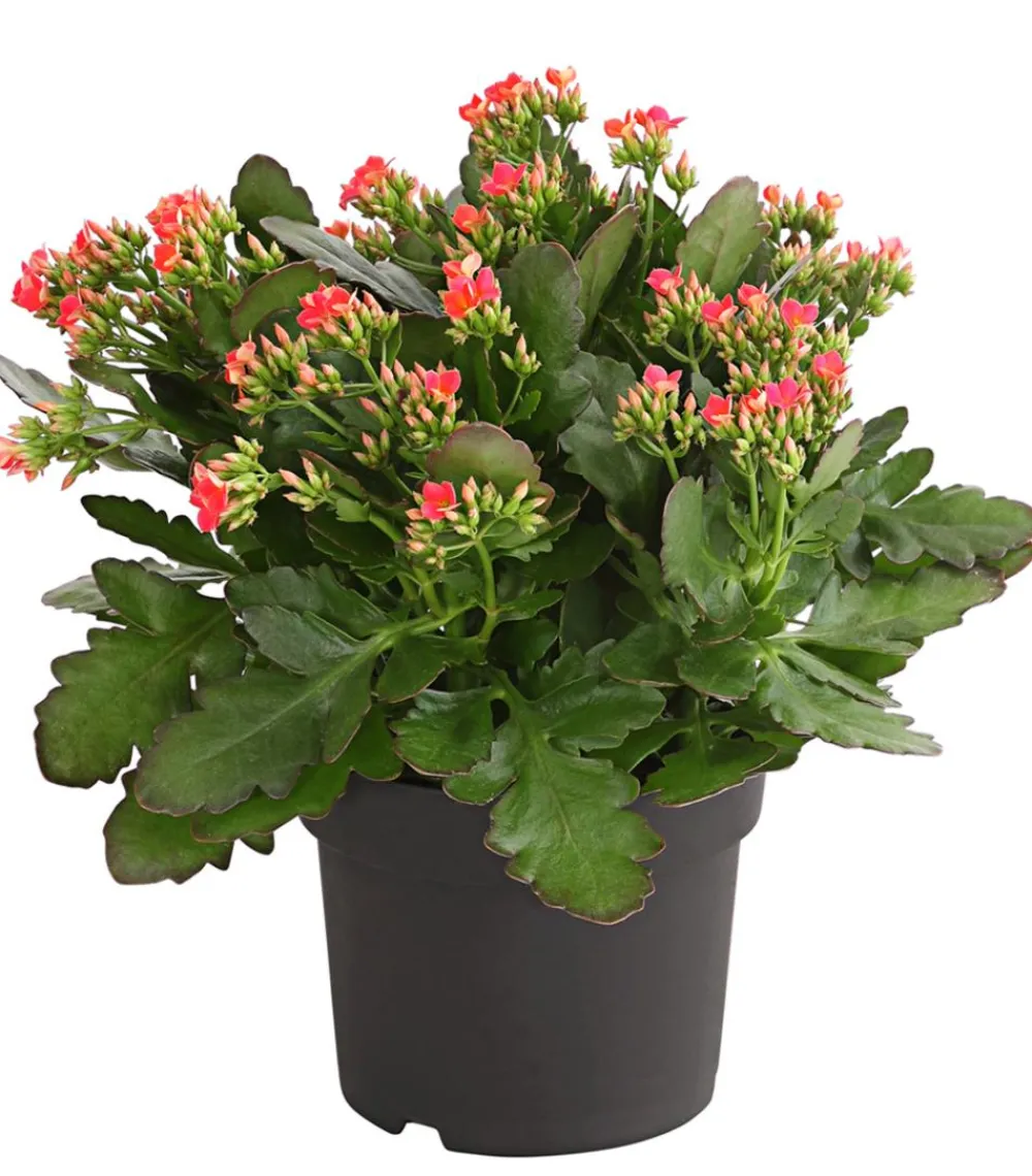 Dehner Sukkulenten|Terrassenpflanzen > Freiland-Kalanchoe, verschiedene Farben