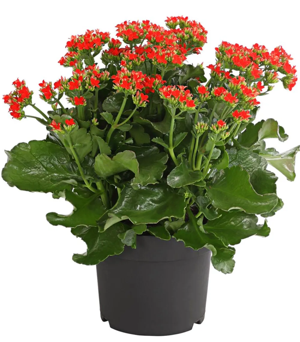Dehner Sukkulenten|Terrassenpflanzen > Freiland-Kalanchoe, verschiedene Farben
