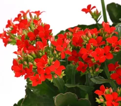 Dehner Sukkulenten|Terrassenpflanzen > Freiland-Kalanchoe, verschiedene Farben