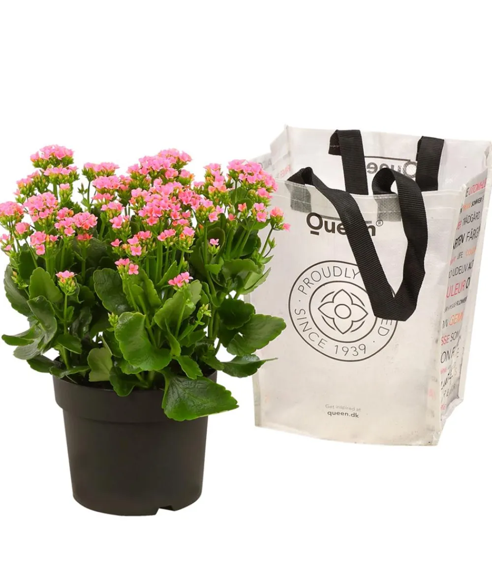 Dehner Sukkulenten|Terrassenpflanzen > Freiland-Kalanchoe, verschiedene Farben