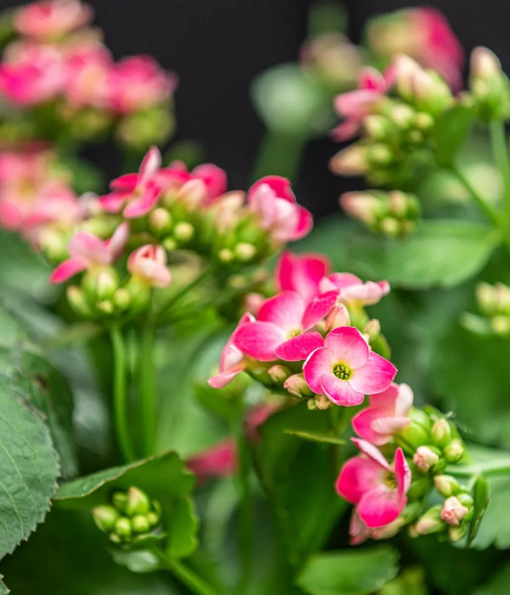 Dehner Sukkulenten|Terrassenpflanzen > Freiland-Kalanchoe, verschiedene Farben