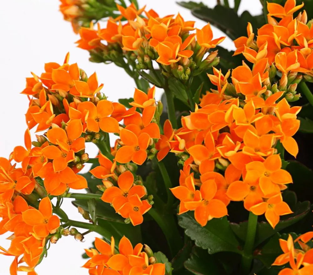 Dehner Sukkulenten|Terrassenpflanzen > Freiland-Kalanchoe, verschiedene Farben