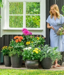 Dehner Sukkulenten|Terrassenpflanzen > Freiland-Kalanchoe, verschiedene Farben