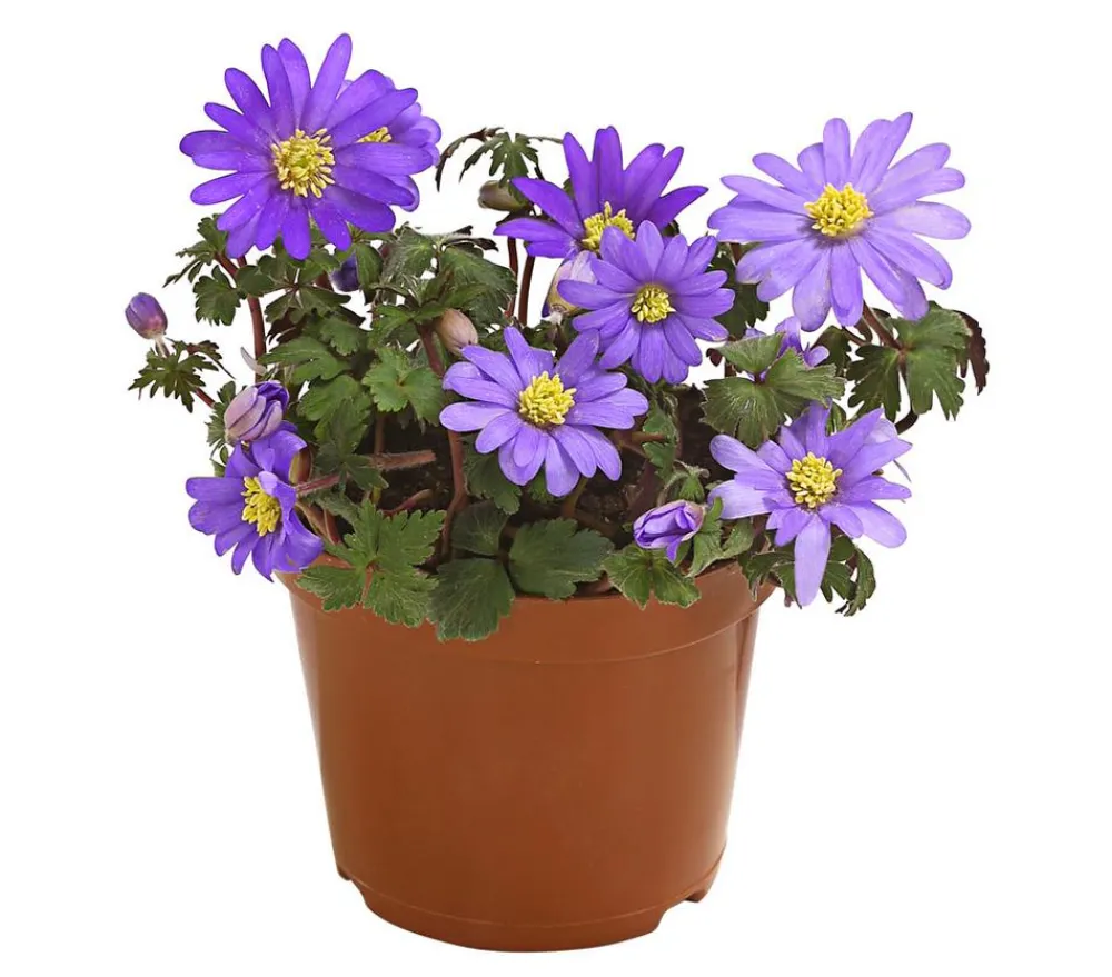Dehner Steingartenstauden - Frühlings-Anemone - Strahlen-Anemone, blau Lila