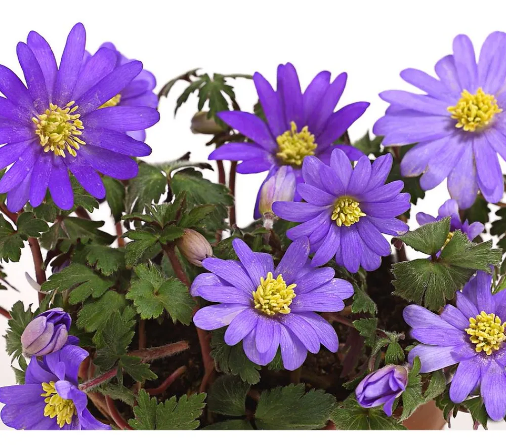 Dehner Steingartenstauden - Frühlings-Anemone - Strahlen-Anemone, blau Lila