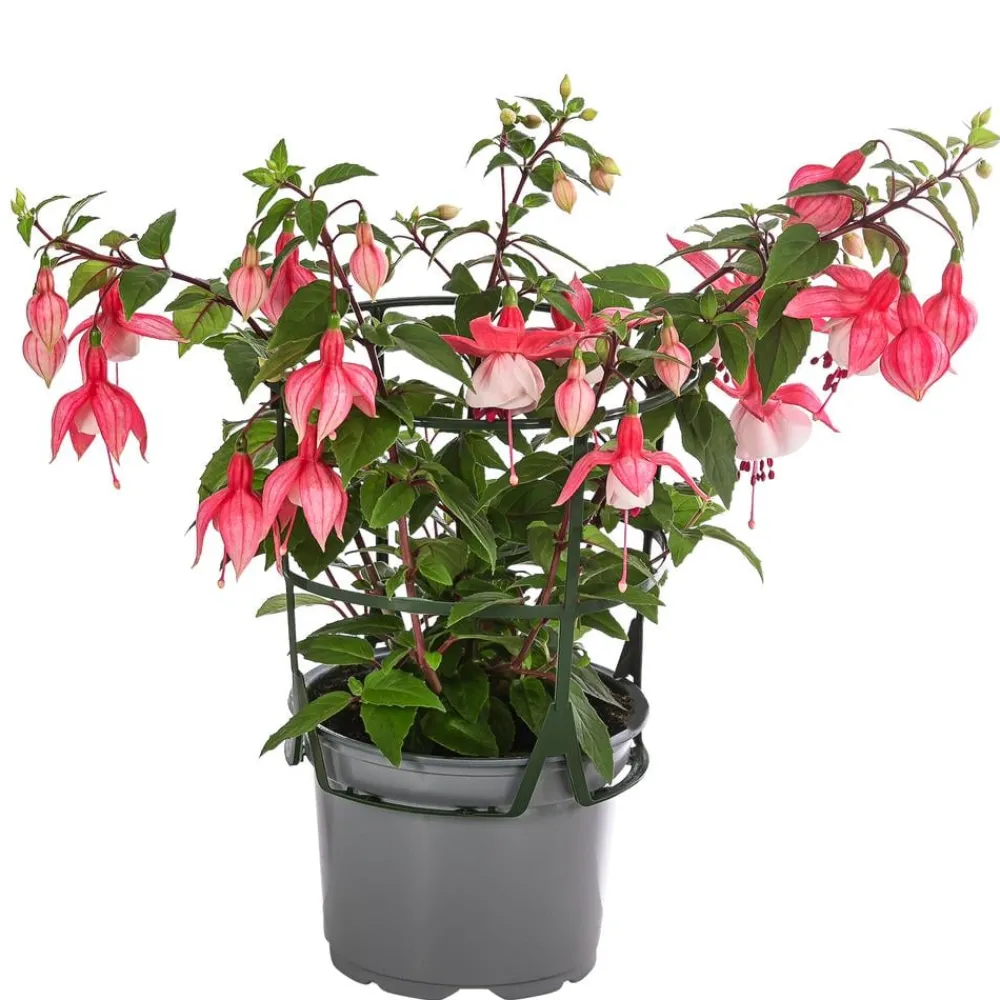 Dehner Hängende Sommerblüher|Sommerblumen > Fuchsie, hängend, verschiedene Sorten