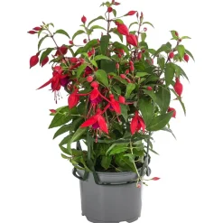 Dehner Hängende Sommerblüher|Sommerblumen > Fuchsie, hängend, verschiedene Sorten