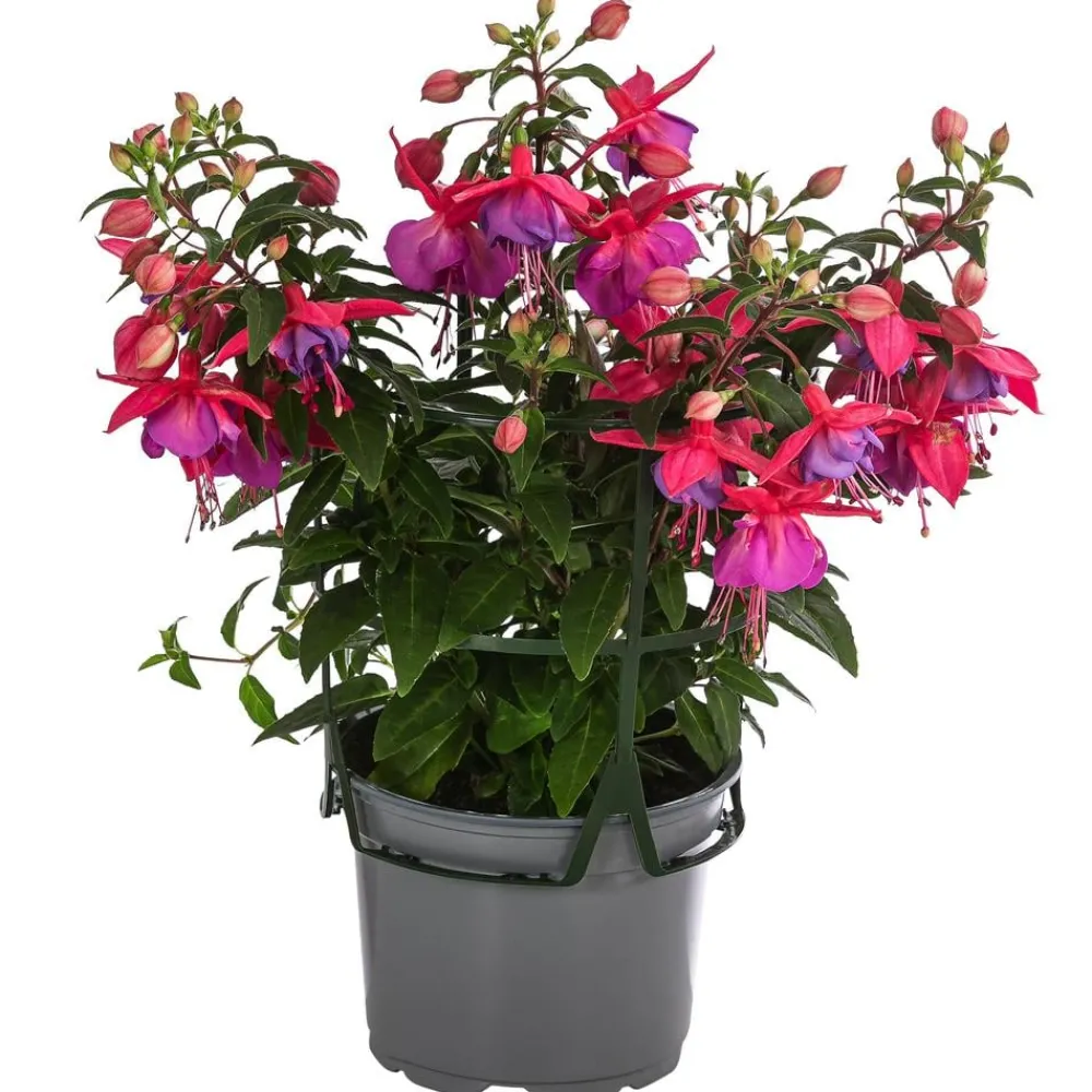 Dehner Hängende Sommerblüher|Sommerblumen > Fuchsie, hängend, verschiedene Sorten