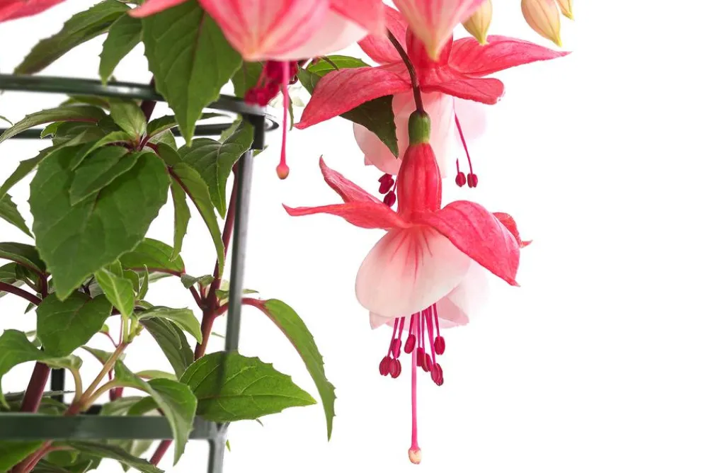 Dehner Hängende Sommerblüher|Sommerblumen > Fuchsie, hängend, verschiedene Sorten