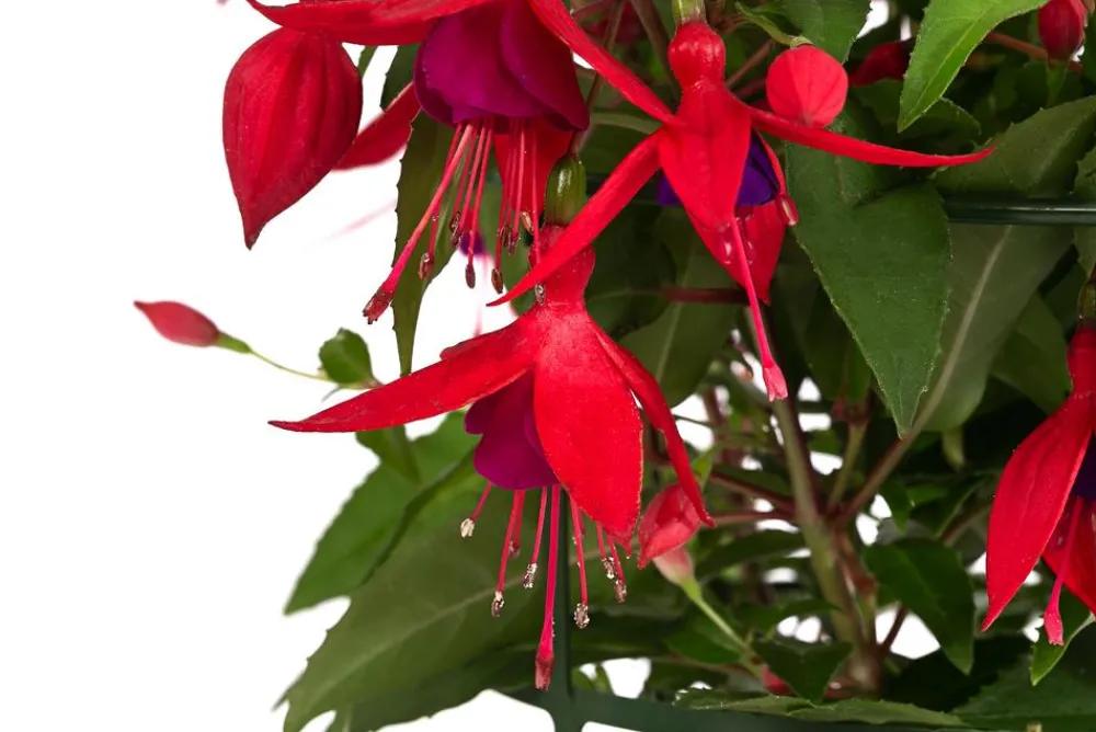 Dehner Hängende Sommerblüher|Sommerblumen > Fuchsie, hängend, verschiedene Sorten