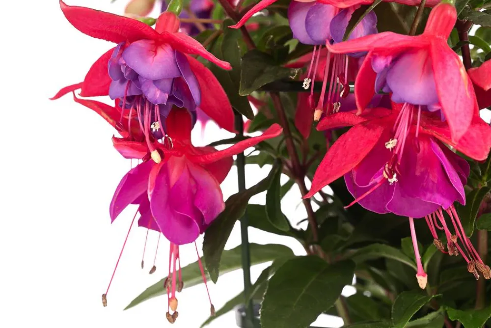 Dehner Hängende Sommerblüher|Sommerblumen > Fuchsie, hängend, verschiedene Sorten