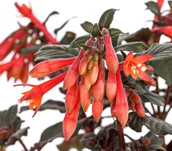 Dehner Fuchsie Koralle New