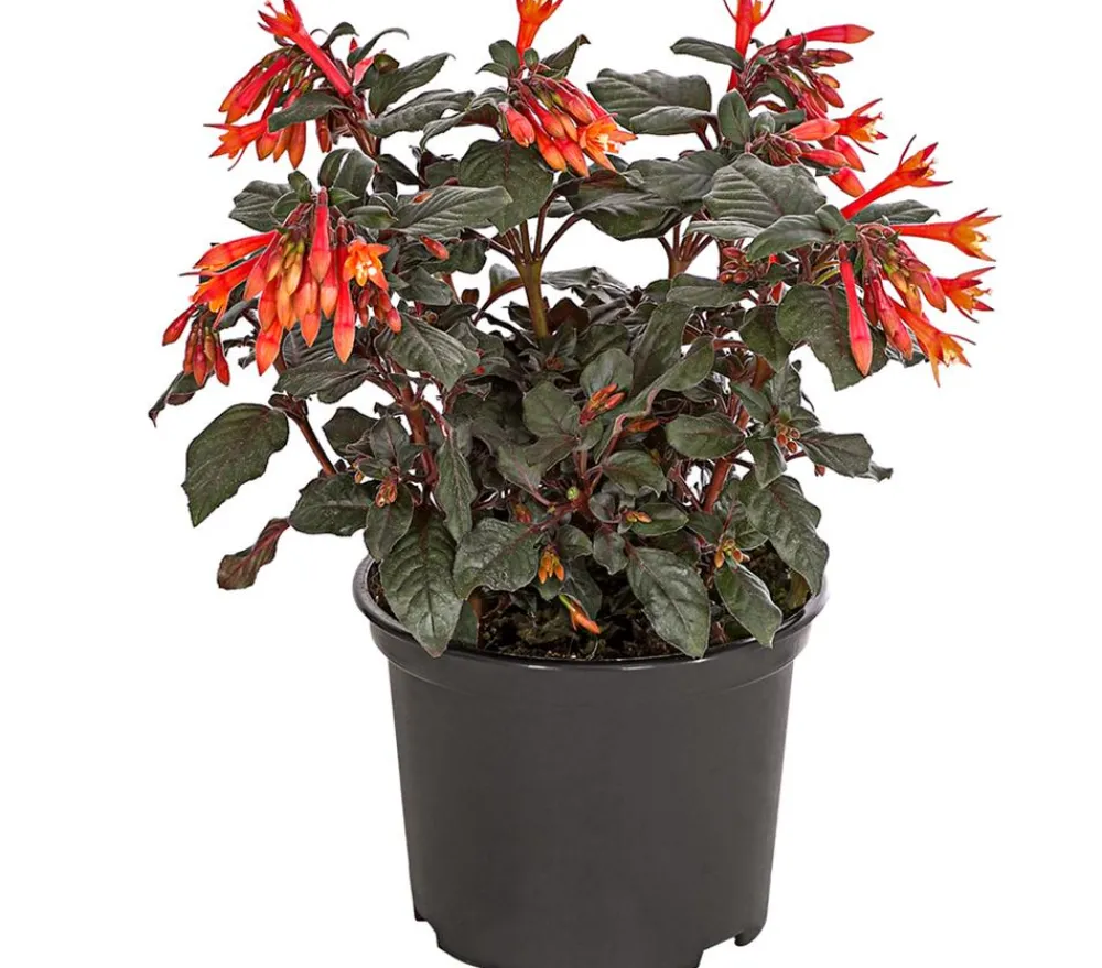 Dehner Fuchsie Koralle New