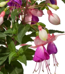 Dehner Fuchsie, stehend, verschiedene Sorten Best
