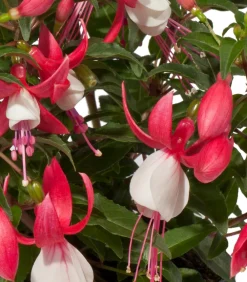 Dehner Fuchsie, stehend, verschiedene Sorten Best