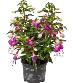 Dehner Fuchsie, stehend, verschiedene Sorten Best
