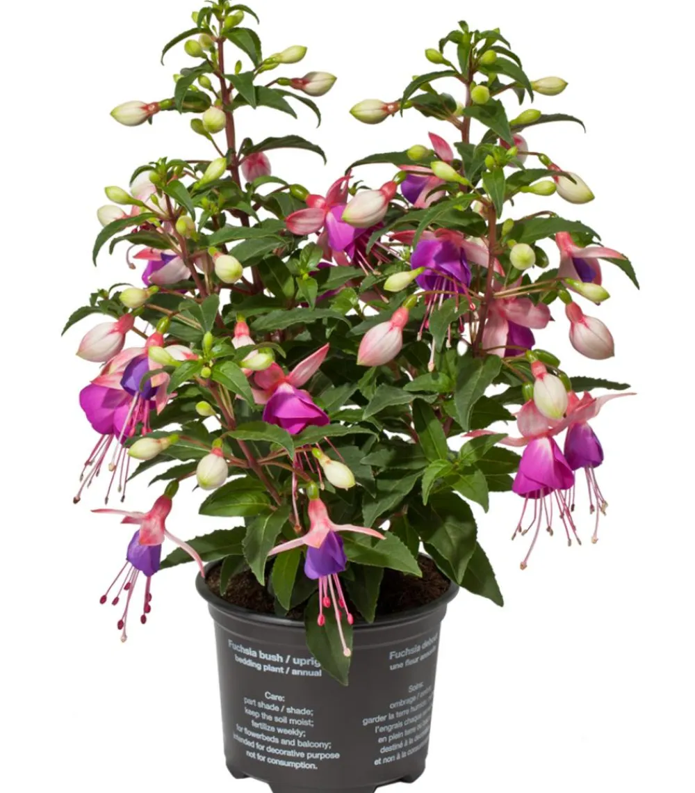Dehner Fuchsie, stehend, verschiedene Sorten Best