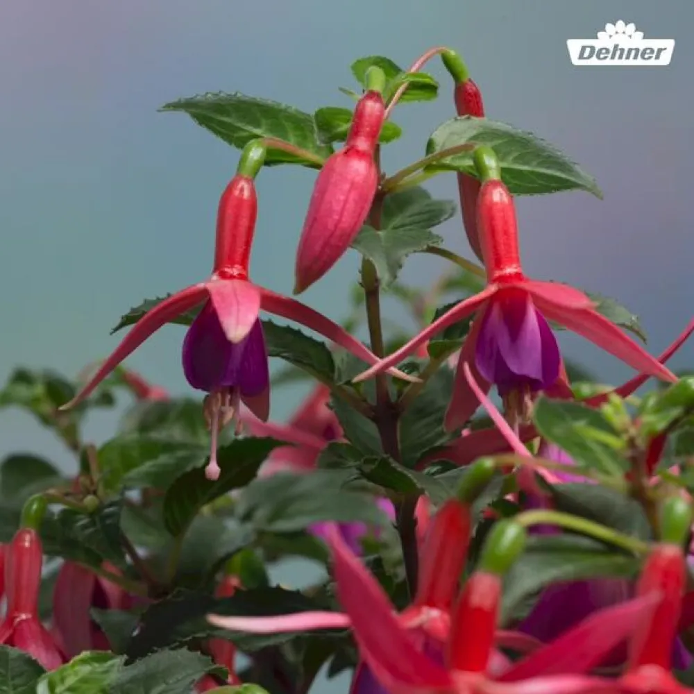 Dehner Fuchsie, stehend, verschiedene Sorten Best