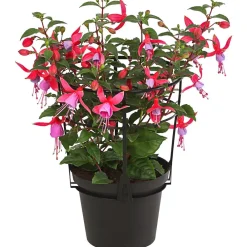 Dehner Fuchsie, stehend, verschiedene Sorten Best