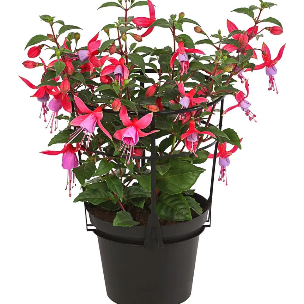 Dehner Fuchsie, stehend, verschiedene Sorten Best