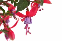 Dehner Fuchsie, stehend, verschiedene Sorten Best