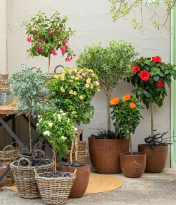 Dehner Terrassenpflanzen > Fuchsie, Stämmchen, verschiedene Sorten
