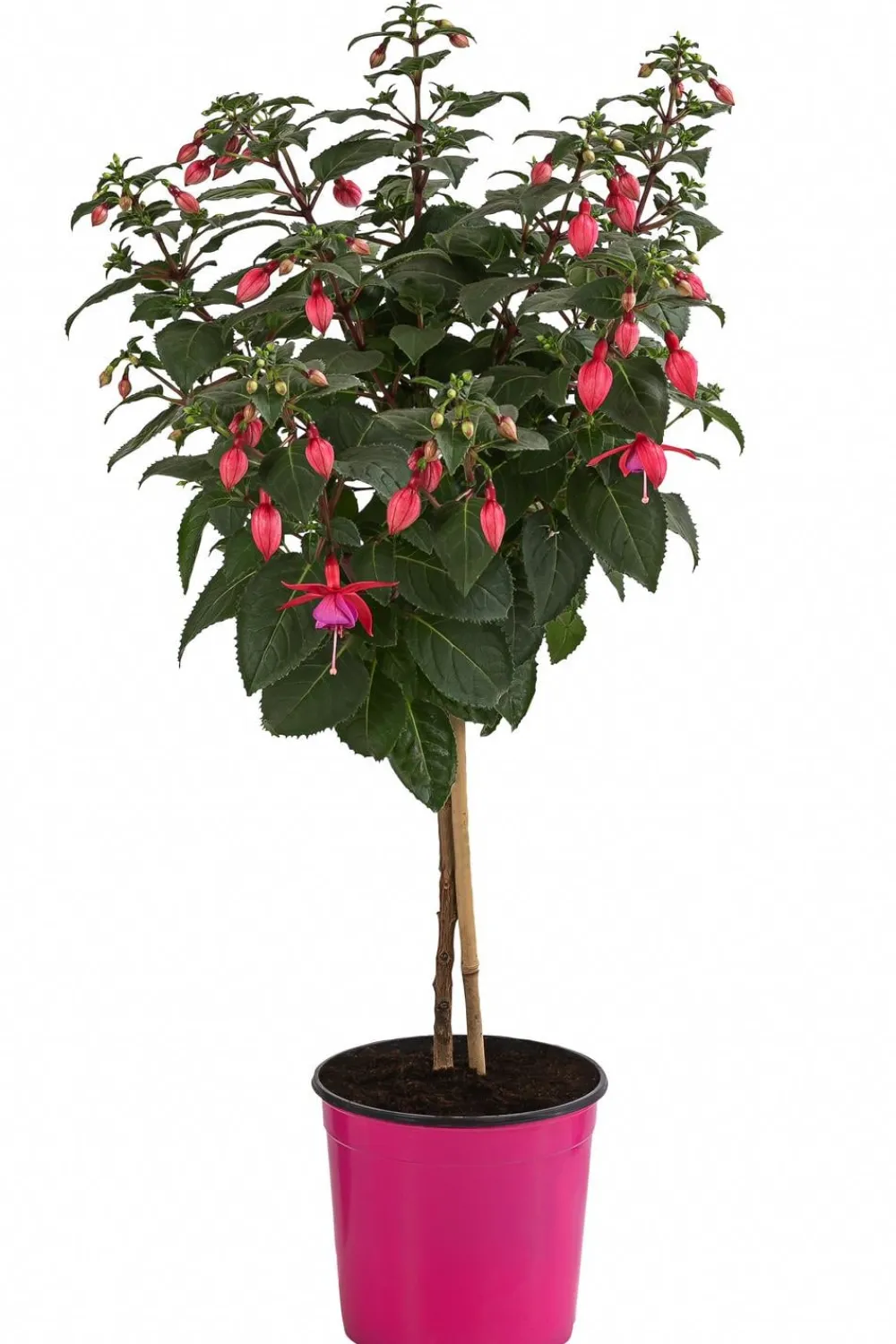 Dehner Terrassenpflanzen > Fuchsie, Stämmchen, verschiedene Sorten