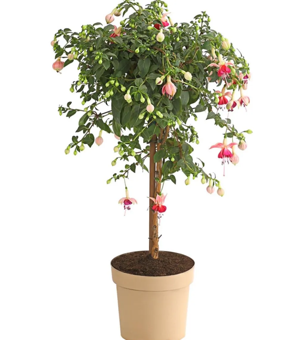 Dehner Terrassenpflanzen > Fuchsie, Stämmchen, verschiedene Sorten