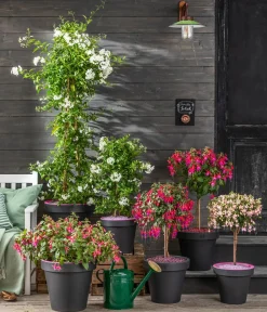 Dehner Terrassenpflanzen - Fuchsie, Stämmchen, verschiedene Sorten