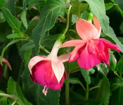Dehner Terrassenpflanzen - Fuchsie, Stämmchen, verschiedene Sorten