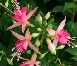 Dehner Terrassenpflanzen - Fuchsie, Stämmchen, verschiedene Sorten