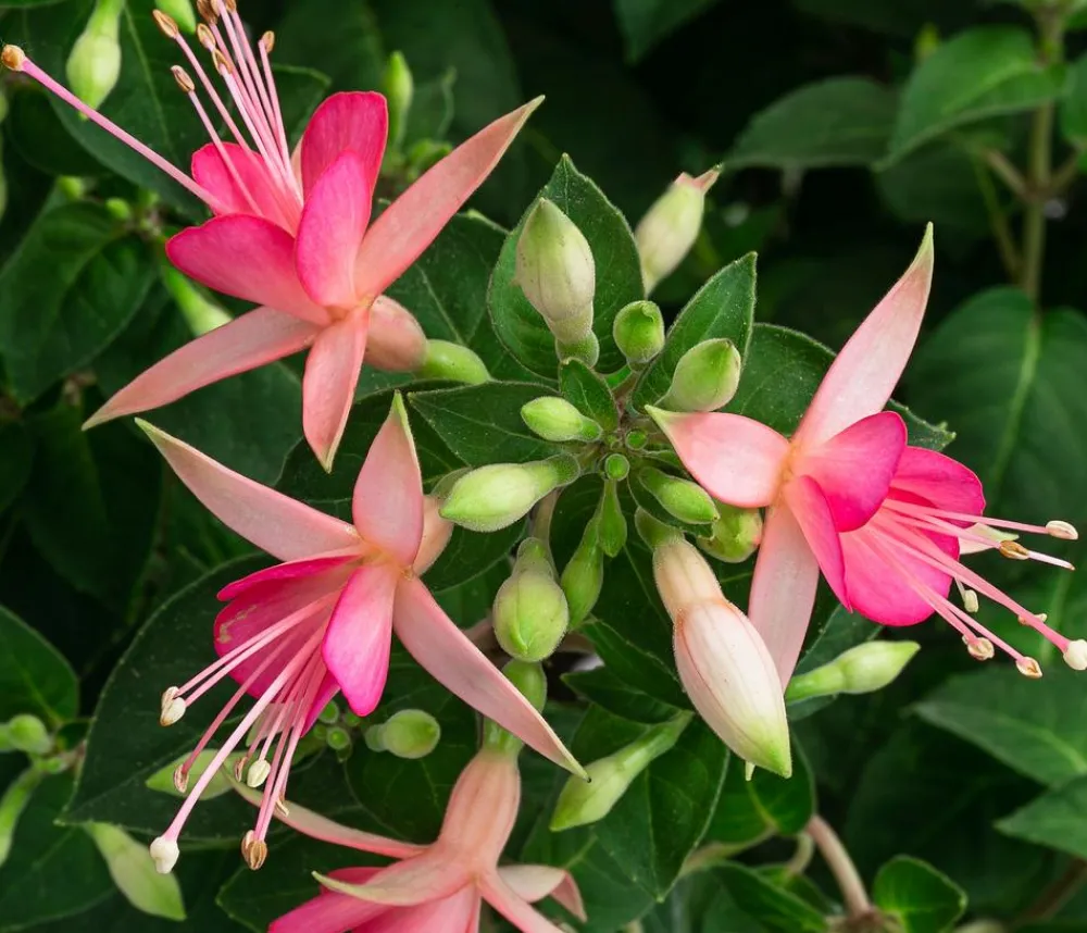 Dehner Terrassenpflanzen - Fuchsie, Stämmchen, verschiedene Sorten