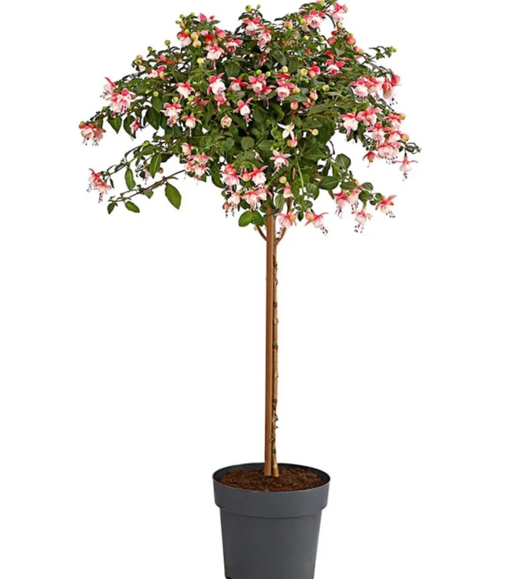 Dehner Terrassenpflanzen - Fuchsie, Stämmchen, verschiedene Sorten