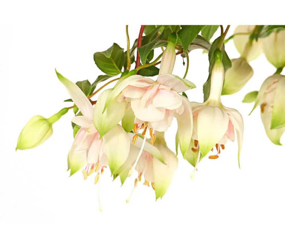 Dehner Terrassenpflanzen - Fuchsie, Stämmchen, verschiedene Sorten