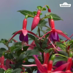 Dehner Fuchsie, verschiedene Sorten New