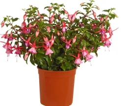Dehner Fuchsie, verschiedene Sorten New