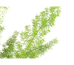 Dehner Grünpflanzen - Fuchsschwanzspargel - Asparagus densiflorus 'Meyeri' Grün