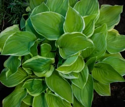 Dehner Funkie 'Frozen Margarita'