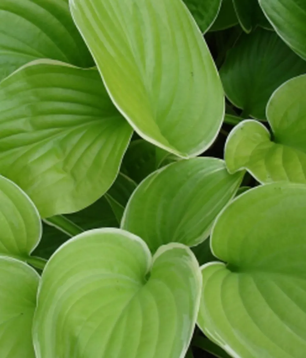Dehner Funkie 'Frozen Margarita'