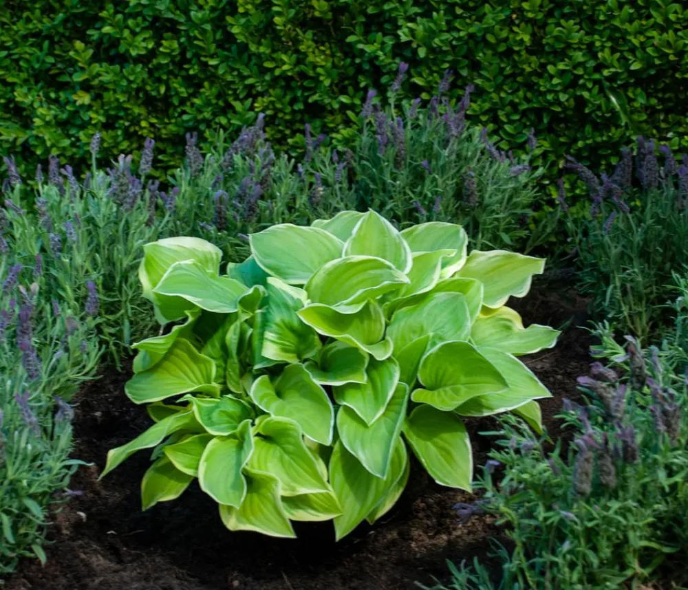 Dehner Funkie 'Frozen Margarita'