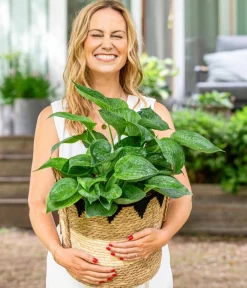 Dehner Blatt- & Schattenstauden > Funkie - Hosta, verschiedene Sorten