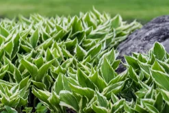 Dehner Blatt- & Schattenstauden > Funkie - Hosta, verschiedene Sorten