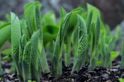 Dehner Blatt- & Schattenstauden > Funkie - Hosta, verschiedene Sorten
