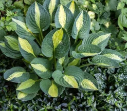 Dehner Blatt- & Schattenstauden - Funkie - Hosta, verschiedene Sorten