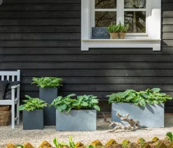 Dehner Blatt- & Schattenstauden - Funkie - Hosta, verschiedene Sorten