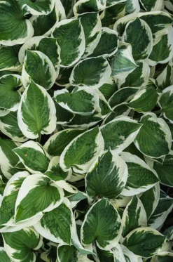 Dehner Blatt- & Schattenstauden - Funkie - Hosta, verschiedene Sorten