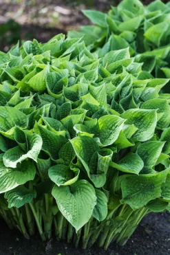 Dehner Blatt- & Schattenstauden - Funkie - Hosta, verschiedene Sorten